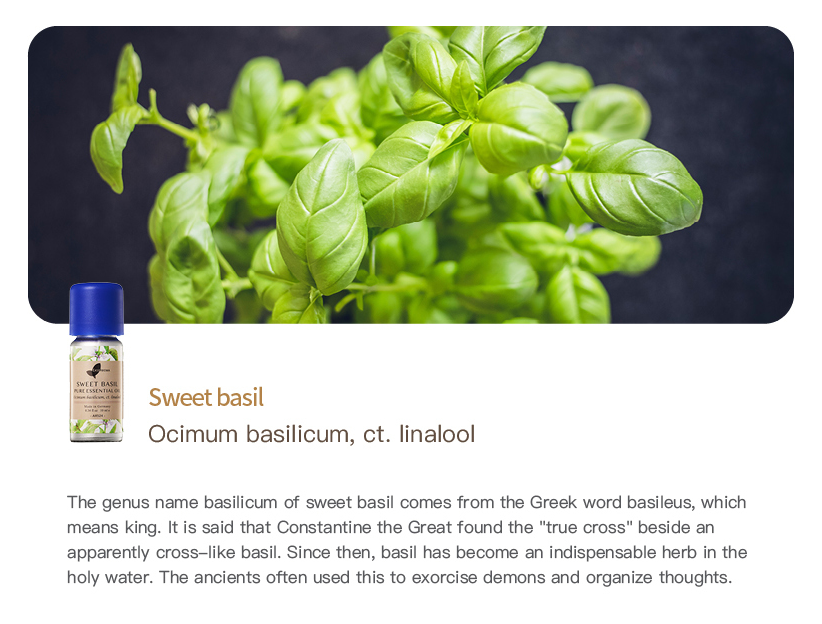 Sweet basil Pure Essential Oil_10ml