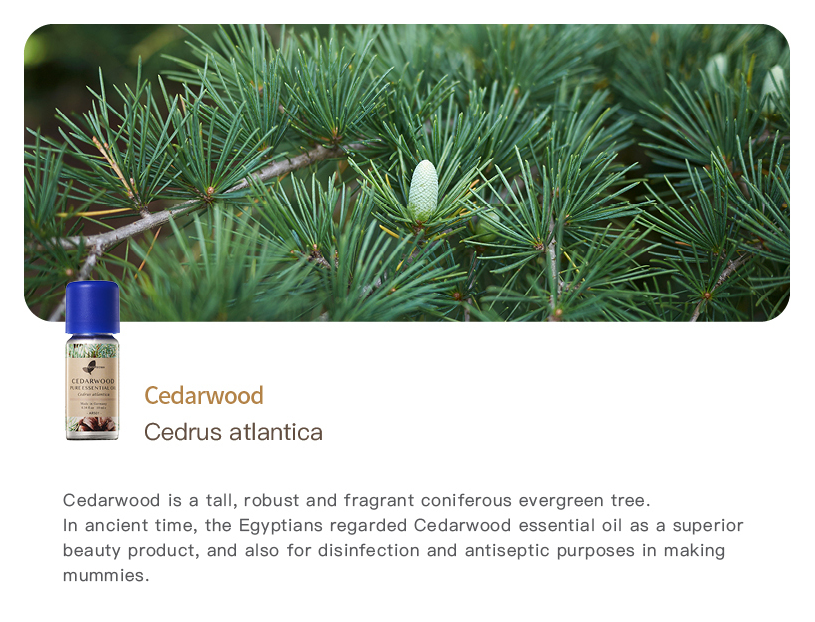 Cedarwood Pure Essential Oil_10ml