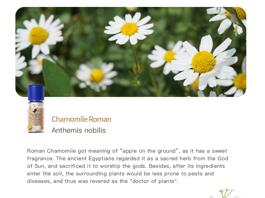 Chamomile Roman Pure Essential Oil_5ml