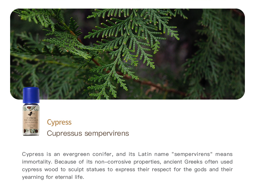 Cypress Pure Essential Oil_10ml