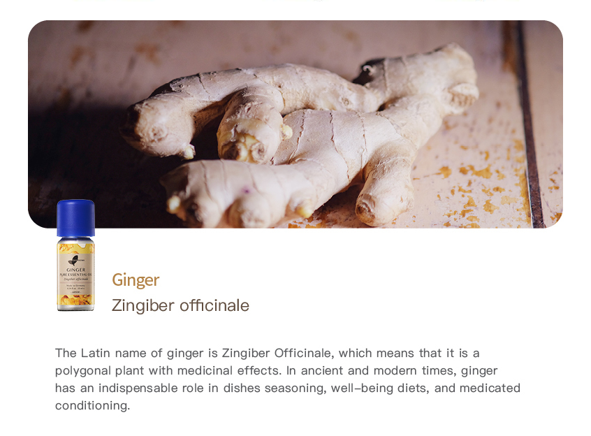 Ginger Pure Essential Oil_10ml