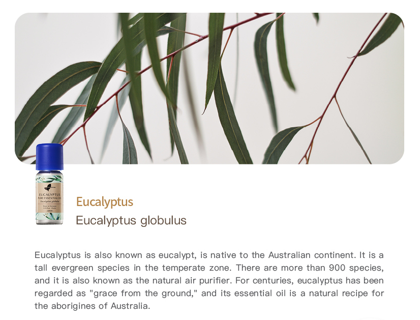 Eucalyptus Pure Essential Oil_10ml