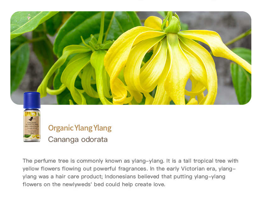 Organic Ylang Ylang Pure Essential Oil_10ml